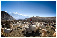 21 Leh to Tso Morini Lake and Back  Wild asses are roaming around in a pack in the vicinity of the stunning Tso Kar Salt Lake (or White Lake) and of its neighbor, the Starsapuk Tso Lake. But for all of this beauty, the Rupshu valley is not an easy place for dwellers.