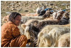 24 Leh to Tso Morini Lake and Back  Grandma Milking the Goats