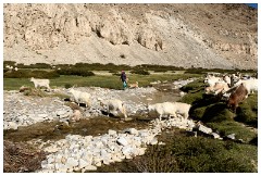 37 Leh to Tso Morini Lake and Back  Goat Herder with her Goats and Knitting a Sock
