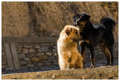 39 Leh to Tso Morini Lake and Back  Dogs with the Goat Herder