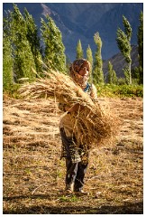 35 Thiksey and Likir Monasteries  Working in the Fields near Likir