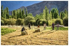36 Thiksey and Likir Monasteries  Field Workers