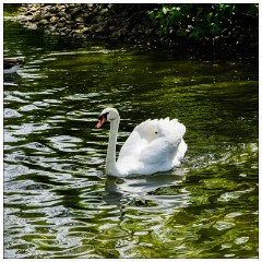 Kew Gardens 02  Swan near Sackler Crossing