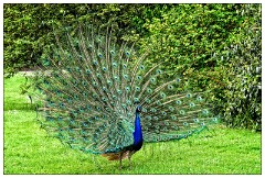 Kew Gardens 06  Proud Peacock