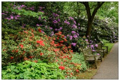Kew Gardens 07  Rhododendron Dell
