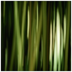 Kew Gardens 16  In Camera Effect Bamboo