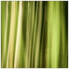Kew Gardens 17  In Camera Effect Bamboo