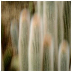 Kew Gardens 18  In Camera Effect Cactus