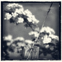 RAF Barnham 16  Nature has been allowed to take over but is restricted to keep the site as much as possible to reflect how it was orginally.