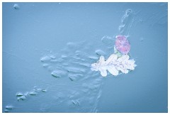 Shortgrove Estate 07  Ice Pool