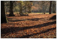 Shortgrove Estate 11  The autumn coloured Woodland