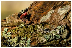Shortgrove Estate 13  Mosses on the trees in the Orchard