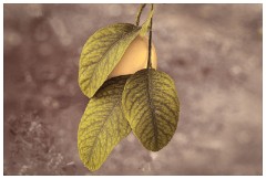 Shortgrove Estate 14  Lemon Tree in the Greenhouse