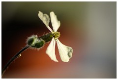 Shortgrove Estate 15  The Greenhouse