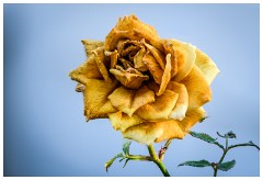 Shortgrove Estate 17  End Days