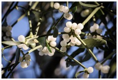 Shortgrove Estate 18  Mistletoe