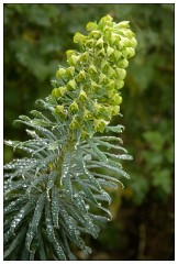Shortgrove Estate 03  Dew drops in the Garden