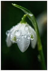 Shortgrove Estate 04  Snowdrop