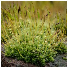 Shortgrove Estate 05  Moss