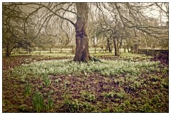 Shortgrove Estate 06  The Woodland Snowdrops