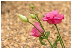 Shortgrove Estate 08  Flowers for playing with in Photgraphy