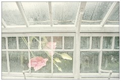 Shortgrove Estate 09  Greenhouse and Flower Results