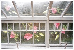 Shortgrove Estate 10  Greenhouse and flower results