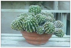 Shortgrove Estate 11  Cactus