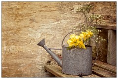 Shortgrove Estate 12  In the Watering Can