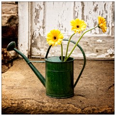 Shortgrove Estate 13  In the Watering Can