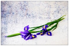 Table Top Photography 10