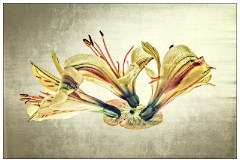 Table Top Photography 12