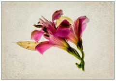 Table Top Photography 13