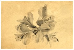 Table Top Photography 14