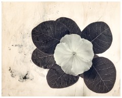 Table Top Photography 15