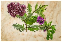 Table Top Photography 16