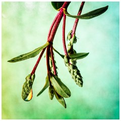 Table Top Photography 17