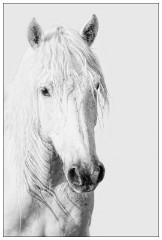 Black and 'White Camargue White Horses 01  A Camargue Horse