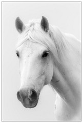 Black and 'White Camargue White Horses 02  Portrait of a Camargue Horse