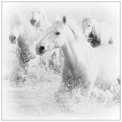 Black and 'White Camargue White Horses 03  Race in the lagoon