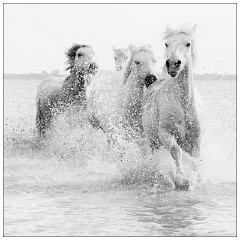 Black and 'White Camargue White Horses 04  Hey, I'm going to be first
