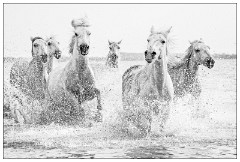 Black and 'White Camargue White Horses 05  Racing for the edge of the lagoon