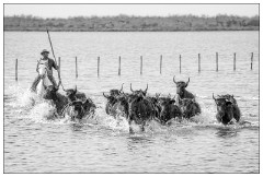 Black and 'White Camargue White Horses 06  Camargue Bulls with one of the guardians