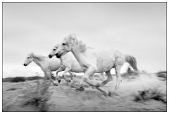 Black and 'White Camargue White Horses 07  Racing along the sand dunes