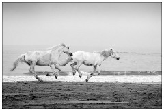 Black and 'White Camargue White Horses 08  Fun run along the beach