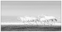 Black and 'White Camargue White Horses 09  Camargue Horses running