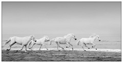 Black and 'White Camargue White Horses 10  Sand, Horses and Sky