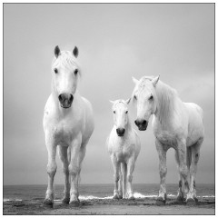Black and 'White Camargue White Horses 11  Taking a break