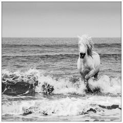 Black and 'White Camargue White Horses 12  Rush from the sea
