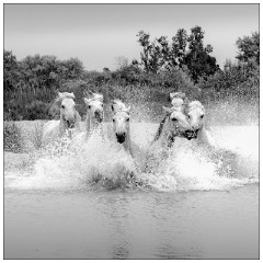 Black and 'White Camargue White Horses 13  Race in the lagoon